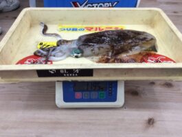 周参見にてアオリイカの釣果！