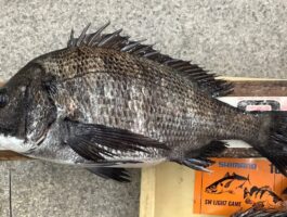 紀ノ川河口にて！