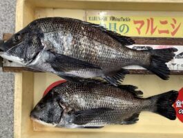 紀ノ川河口にて！