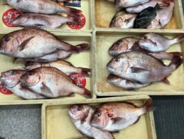 白浜にてフカセ釣り！