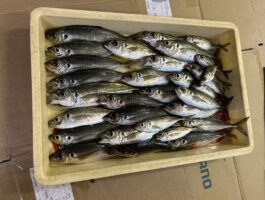 紀北エリアのライトゲーム！（スタッフ釣果）