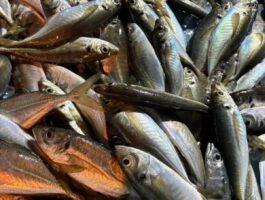 紀北沖ボートアジング！（スタッフ釣果）