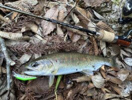 渓流ミノーイング！（スタッフ釣果）