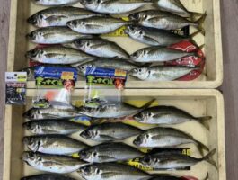 【スタッフ釣行】下津にてアジング釣果！