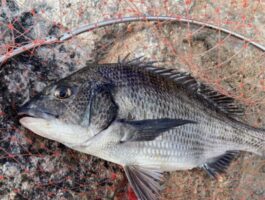 磯からのチヌフカセ！【スタッフ釣果】