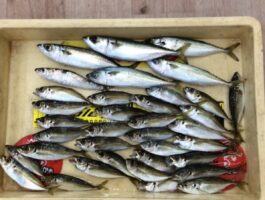 田ノ浦にてサビキ釣果！