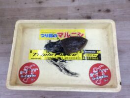 市内波止で！【エギング】