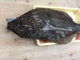 【特大座布団現る‼】煙樹ヶ浜にてのませ釣果！