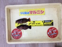 雑賀崎にてサビキ釣果！