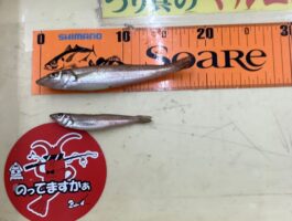 田ノ浦にてちょい投げ釣り！