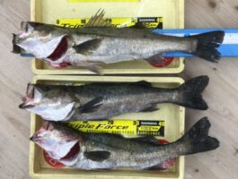 りんくう方面　シーバス釣果