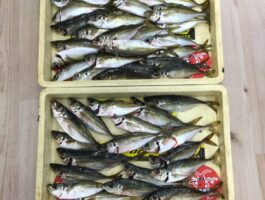 海南方面　アジ　カゴ釣り釣果